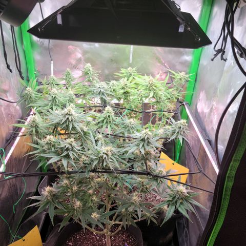 Platinum Cake growlog timeline photo