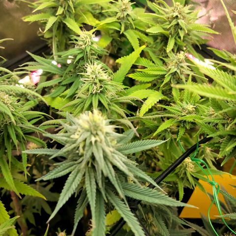 Platinum Cake growlog timeline photo