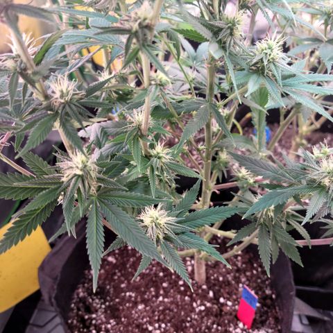 Northern Lights 1 and 2 growlog timeline photo