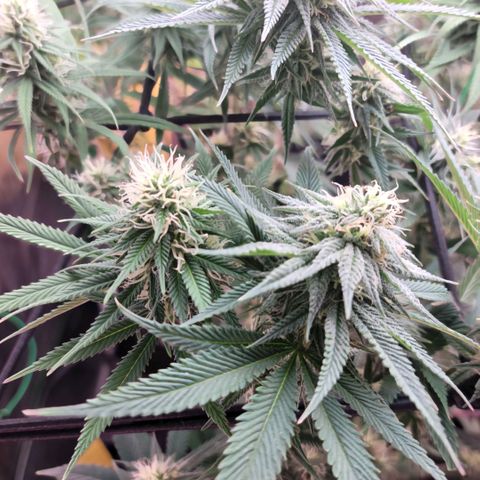 Northern Lights 1 and 2 growlog timeline photo