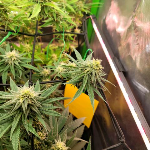 Northern Lights 1 and 2 growlog timeline photo