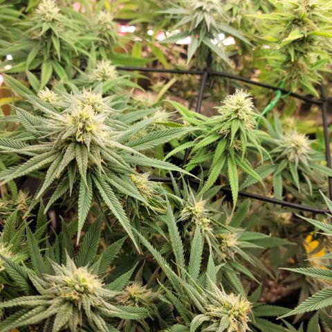 Northern Lights 1 and 2 growlog timeline photo