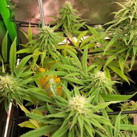 Northern Lights 1 and 2 growlog timeline photo