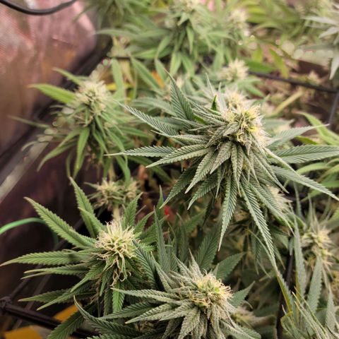 Northern Lights 1 and 2 growlog timeline photo