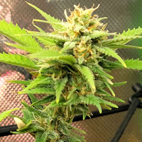 Platinum Cake growlog timeline photo