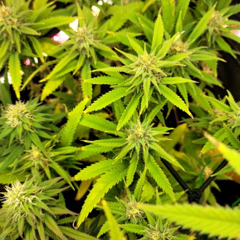 Platinum Cake growlog timeline photo