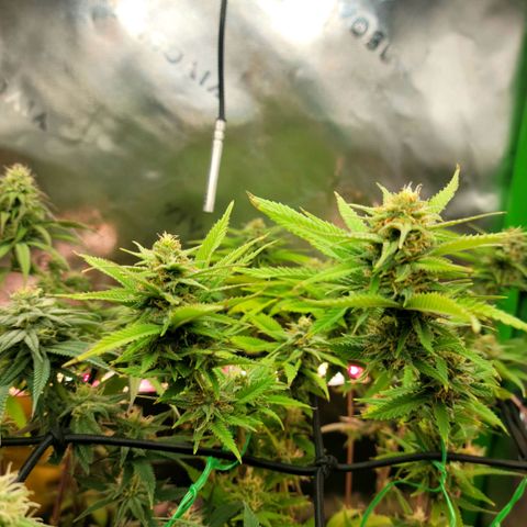 Platinum Cake growlog timeline photo