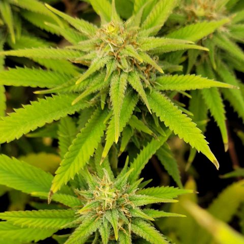 Platinum Cake growlog timeline photo