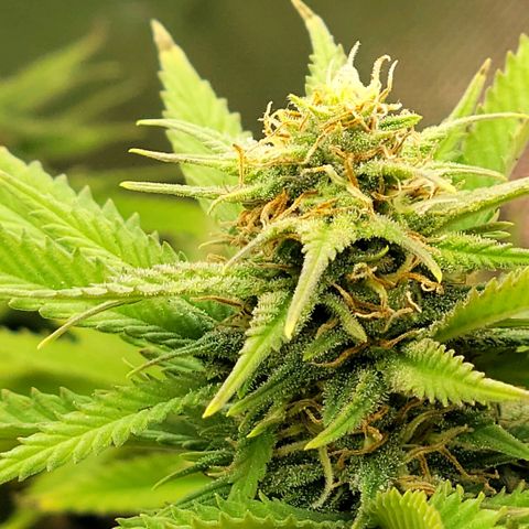 Platinum Cake growlog timeline photo