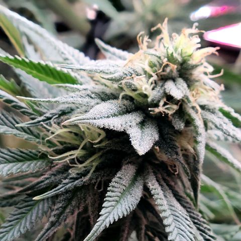 Northern Lights 1 and 2 growlog timeline photo