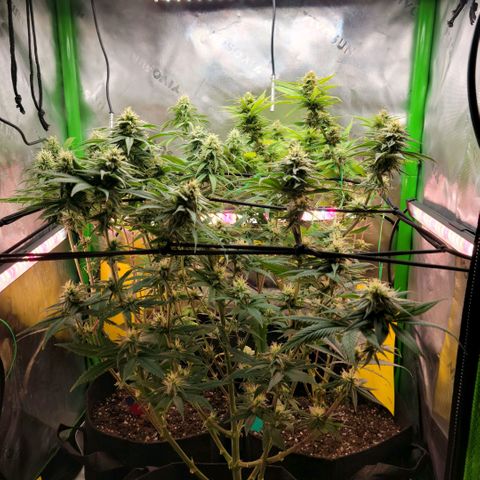 Northern Lights 1 and 2 growlog timeline photo