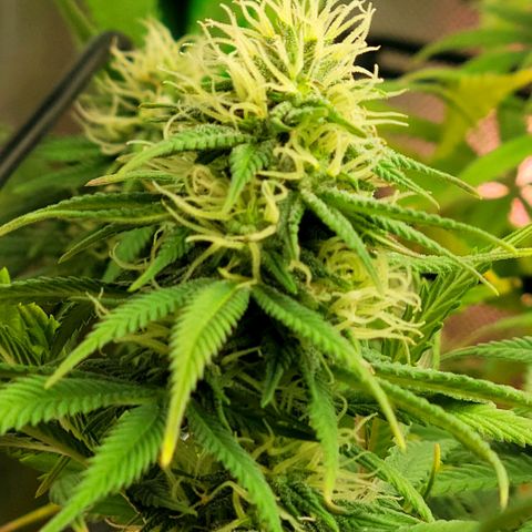 Northern Lights 1 and 2 growlog timeline photo