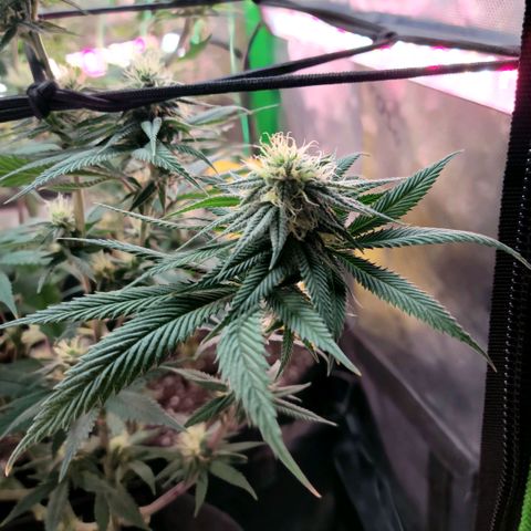 Northern Lights 1 and 2 growlog timeline photo
