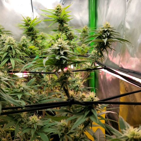 Northern Lights 1 and 2 growlog timeline photo