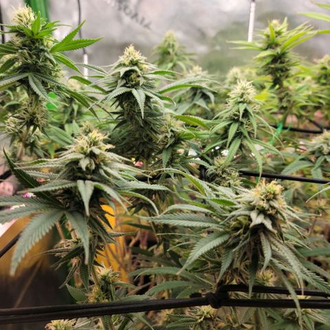 Northern Lights 1 and 2 growlog timeline photo