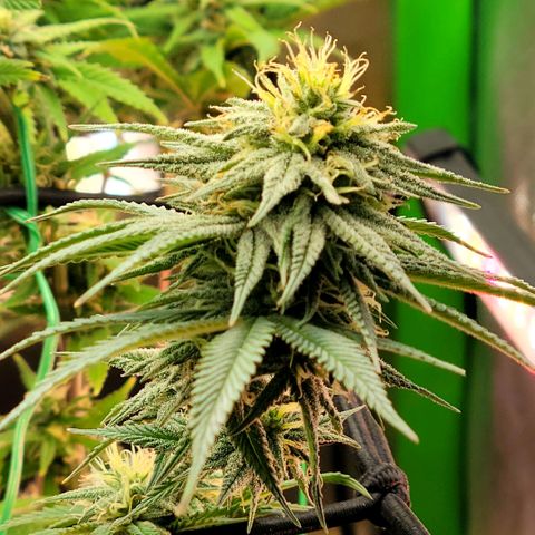 Northern Lights 1 and 2 growlog timeline photo