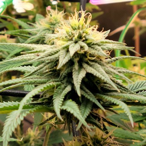 Northern Lights 1 and 2 growlog timeline photo