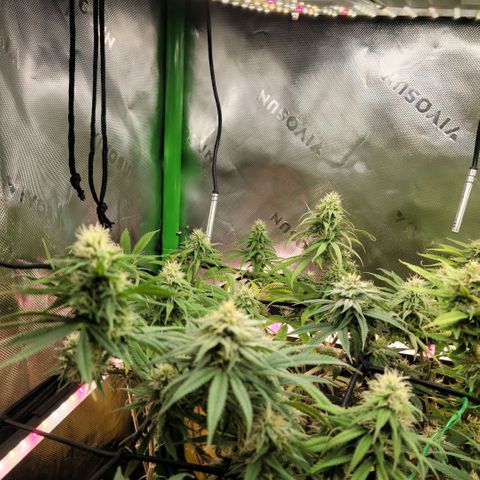 Northern Lights 1 and 2 growlog timeline photo
