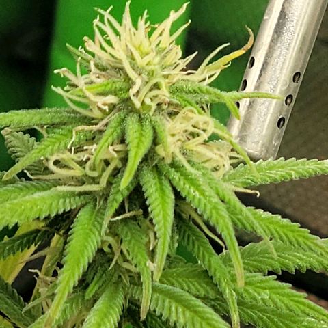 Northern Lights 1 and 2 growlog timeline photo