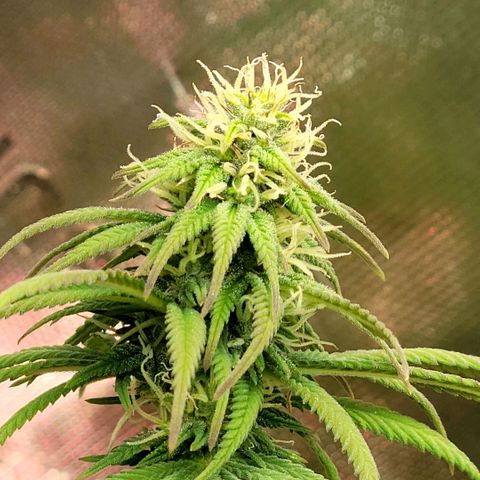 Northern Lights 1 and 2 growlog timeline photo