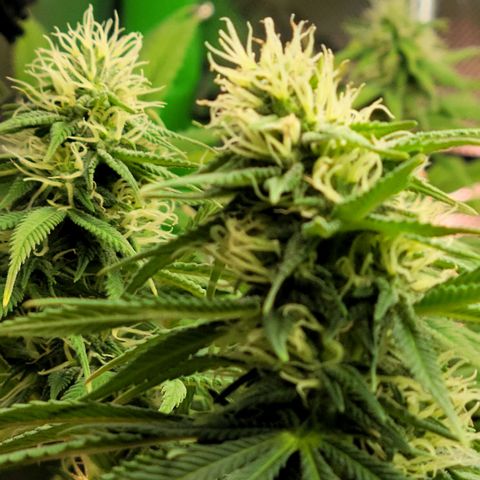 Northern Lights 1 and 2 growlog timeline photo