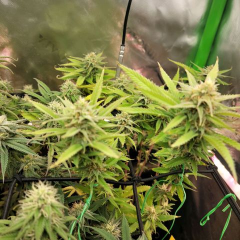 Platinum Cake growlog timeline photo
