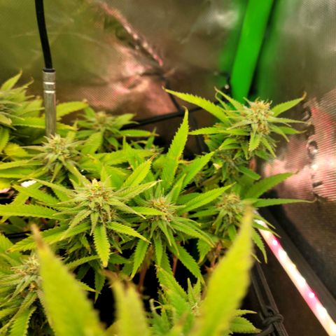 Platinum Cake growlog timeline photo