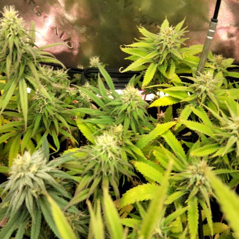 Platinum Cake growlog timeline photo