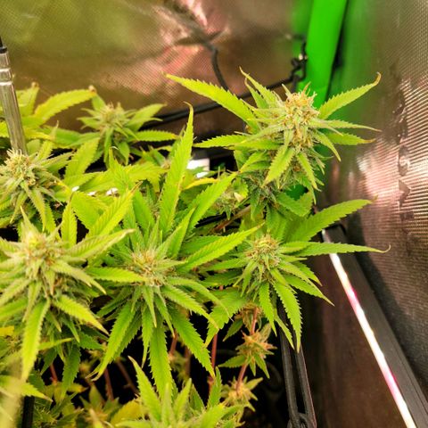 Platinum Cake growlog timeline photo