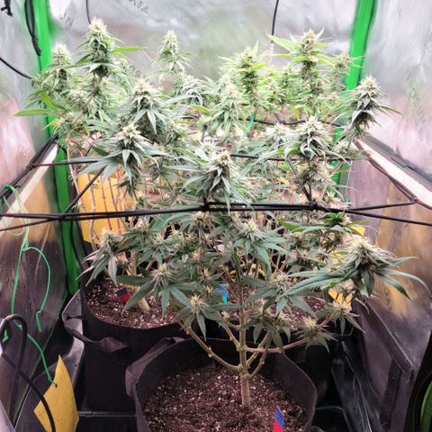 Northern Lights 1 and 2 growlog timeline photo
