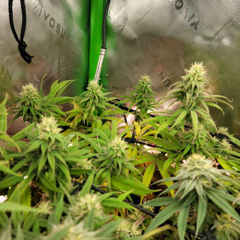 Northern Lights 1 and 2 growlog timeline photo