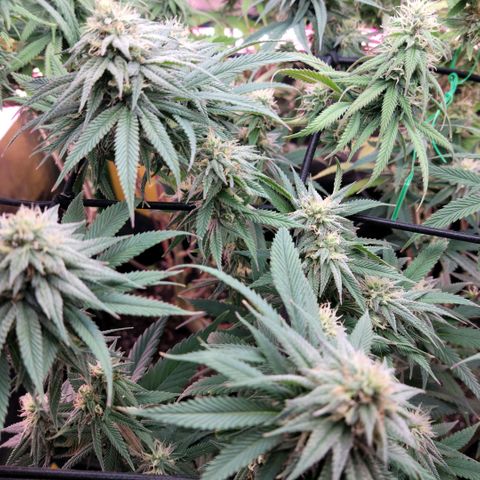 Northern Lights 1 and 2 growlog timeline photo