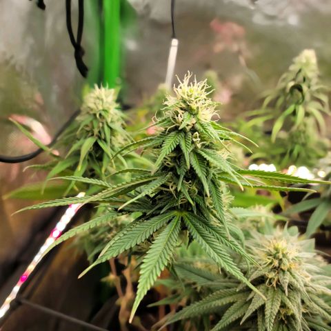 Northern Lights 1 and 2 growlog timeline photo