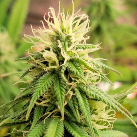 Northern Lights 1 and 2 growlog timeline photo