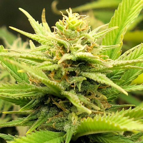 Platinum Cake growlog timeline photo