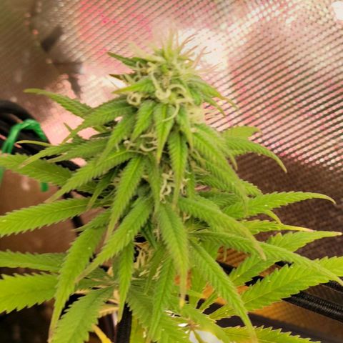 Northern Lights 1 and 2 growlog timeline photo