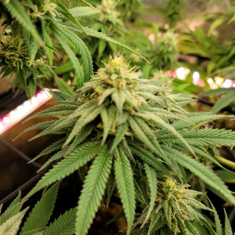 Northern Lights 1 and 2 growlog timeline photo