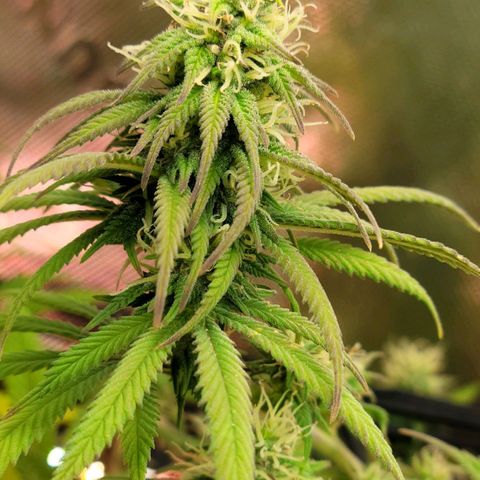 Northern Lights 1 and 2 growlog timeline photo