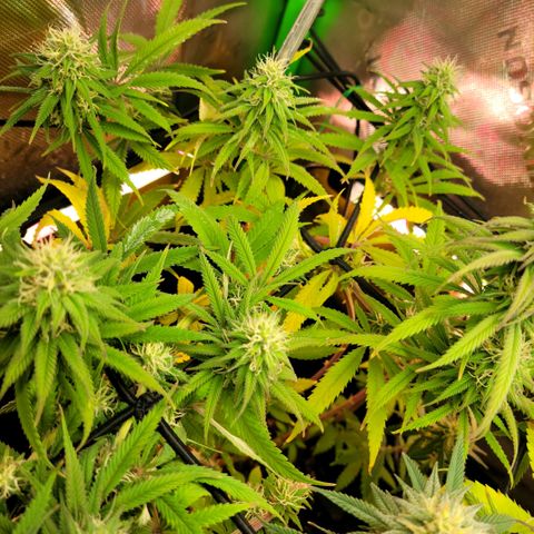 Northern Lights 1 and 2 growlog timeline photo