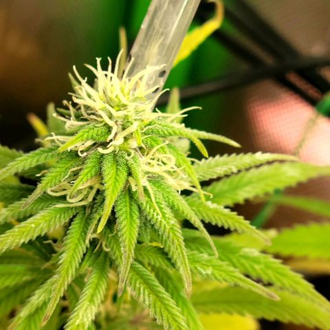 Northern Lights 1 and 2 growlog timeline photo