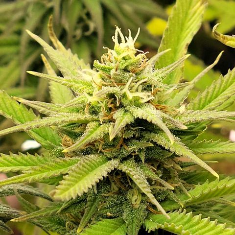 Platinum Cake growlog timeline photo