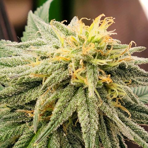 Northern Lights 1 and 2 growlog timeline photo