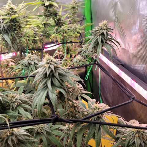 Northern Lights 1 and 2 growlog timeline photo