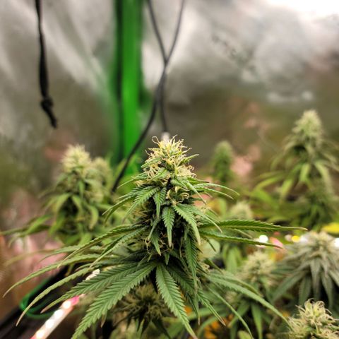 Northern Lights 1 and 2 growlog timeline photo