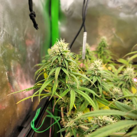 Northern Lights 1 and 2 growlog timeline photo