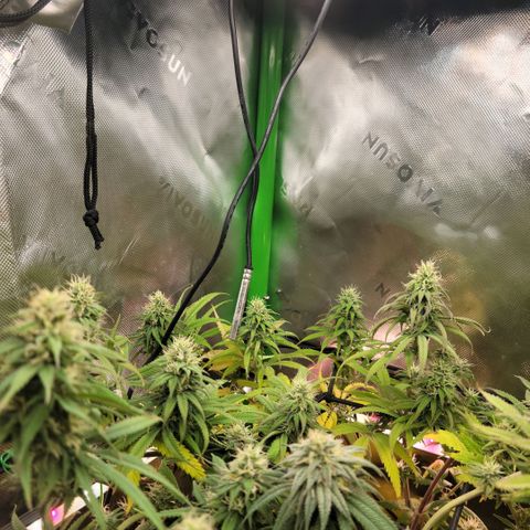 Northern Lights 1 and 2 growlog timeline photo