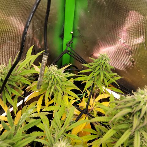 Northern Lights 1 and 2 growlog timeline photo