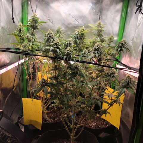 Platinum Cake growlog timeline photo