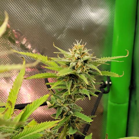 Platinum Cake growlog timeline photo