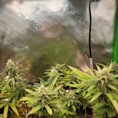 Platinum Cake growlog timeline photo